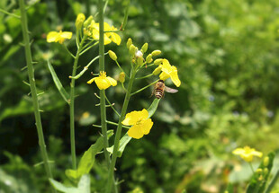 采蜜  蜜蜂 采花  风景 
