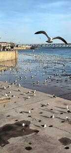 海滨沙滩上的群鸟景观