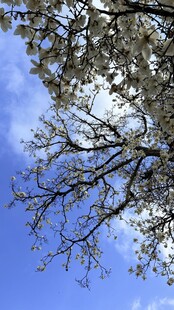 蓝天映衬下的繁花树枝