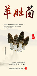 羊肚菌特写展示