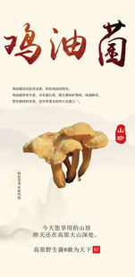 鸡油菌特写展示