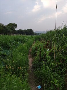 田园小径