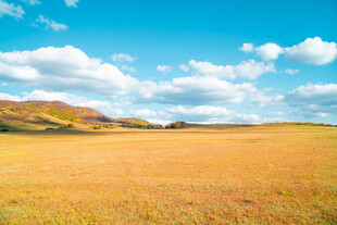 金黄田野与蓝天白云美景