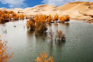 沙漠湖泊边的金黄胡杨林