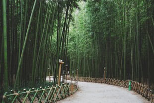 竹林间的幽静小道