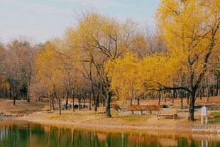 秋日湖畔金黄树林美景