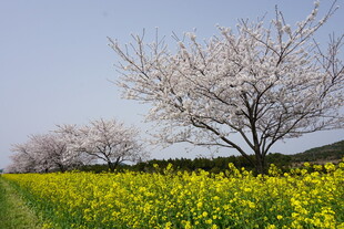 春日花田美景