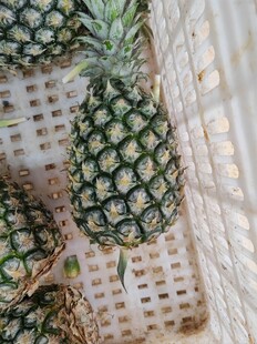新鲜菠萝置于白色网格上