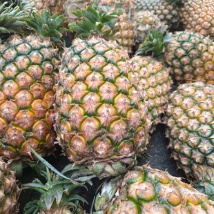 新鲜菠萝堆叠