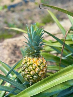 田间生长的小菠萝