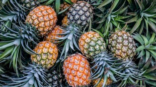新鲜菠萝堆叠绿意盎然