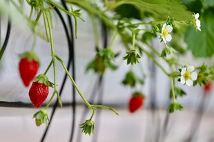 悬挂生长的鲜红草莓植株