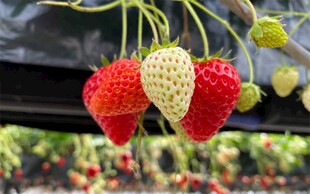 悬挂的多彩草莓果实