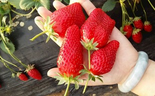 手捧娇艳欲滴新鲜草莓
