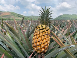 田间成熟的金黄菠萝