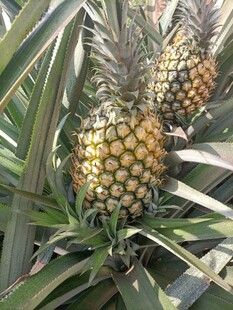 成熟菠萝植株特写