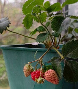 盆栽草莓果实初熟