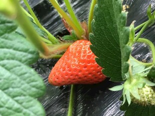 成熟草莓挂于绿叶间