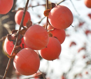 枝头红柿秋日甜蜜果实