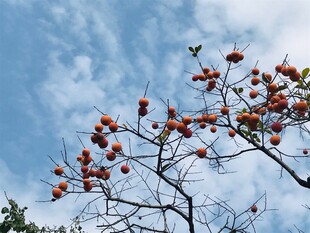 蓝天映衬下的红果树枝
