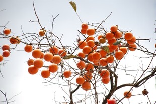 枝头红柿映蓝天
