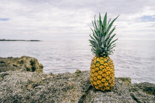 海边岩石上的金黄菠萝