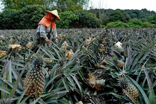 农民田间采摘菠萝