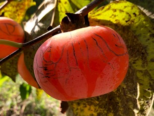 树枝上的红柿子
