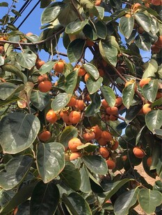 枝头挂满橙红果实