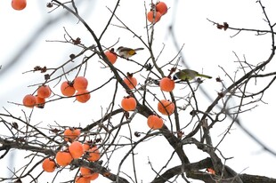 雪中柿子树与栖息小鸟