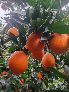挂满枝头的饱满橙色果实