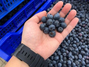 手捧新鲜蓝莓