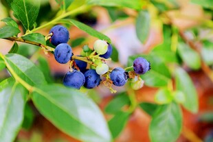 饱满蓝莓挂于翠绿枝叶间