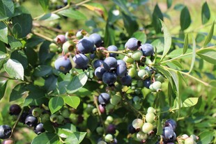 枝头饱满的成熟蓝莓