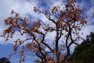 蓝天映衬下的绚烂花枝