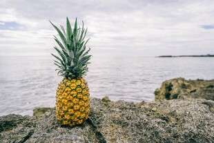 海边岩石上的金黄菠萝
