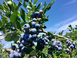 枝头饱满的成熟蓝莓