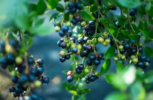 枝头饱满的诱人蓝莓