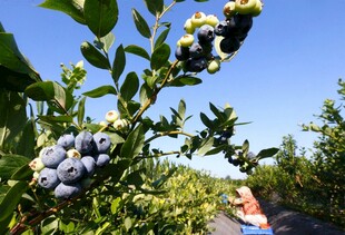 果园中饱满的蓝莓果实