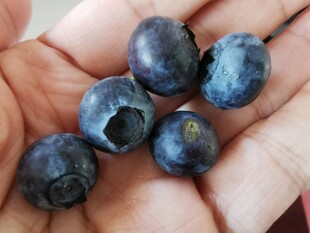 手捧新鲜饱满的蓝莓