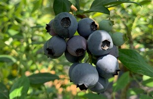 饱满蓝莓挂于枝头
