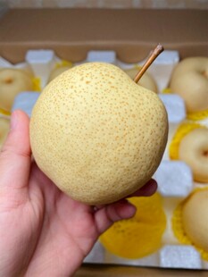 手捧新鲜黄皮梨