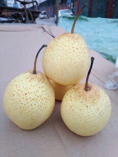 新鲜饱满的梨子堆叠
