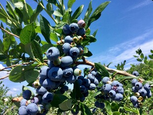 枝头饱满的成熟蓝莓