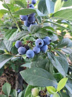 枝头饱满的蓝紫色果实