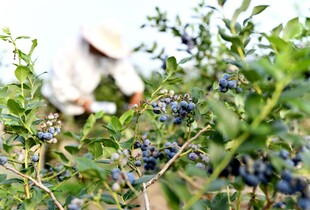 农民采摘饱满蓝莓