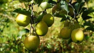 枝头青苹果自然好风光