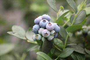 饱满蓝莓挂于翠绿枝叶间