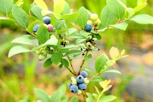 枝头饱满的新鲜蓝莓