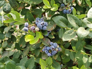饱满蓝莓挂于绿叶间